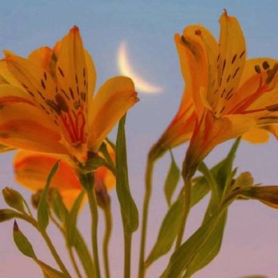 澳门威斯人手机app下载